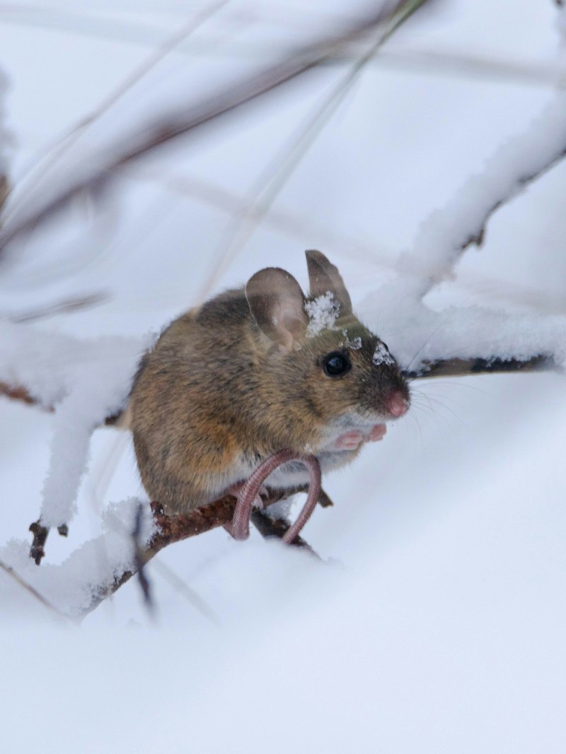A small field mouse on a snowy branch